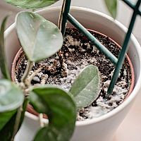 Fehér penész a virágcserépben - mi okozza és hogyan lehet megszabadulni tőle