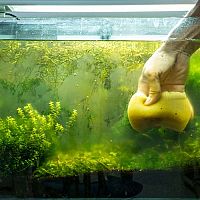 Hogyan távolítsuk el az akváriumból az algát - fekete alga, zöld alga, békanyál. Hogyan kezeljük őket?