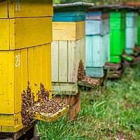 Hol helyezzük el a kaptárt? A kaptárak elhelyezésének megvannak a maga szabályai