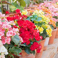 Hogyan kell gondoskodni a begóniáról? - gondozás, öntözés, szaporítás