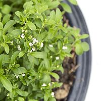 Hogyan termesszünk otthon sztíviát? A magról történő termesztés cserépben is lehetséges.